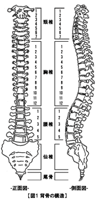 脊椎