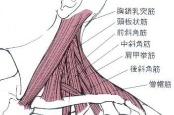 頚部筋肉側面