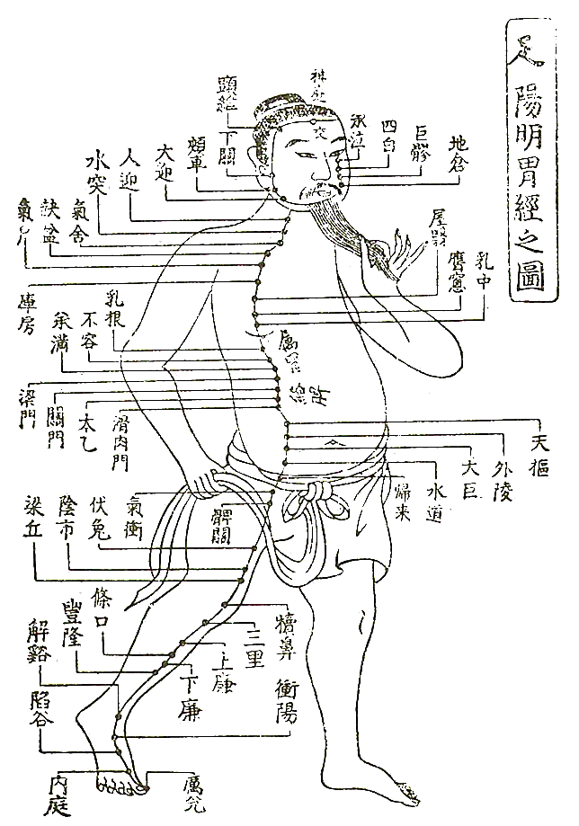 足の陽明胃経