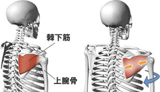 棘下筋