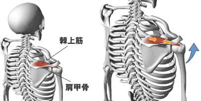 棘上筋