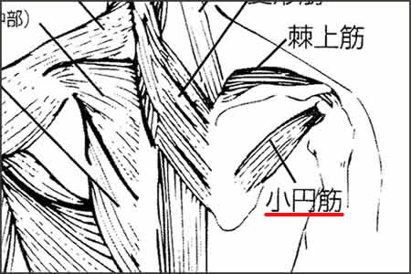 小円筋