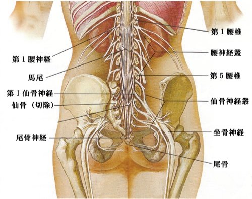 腰椎神経叢