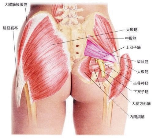 坐骨神経